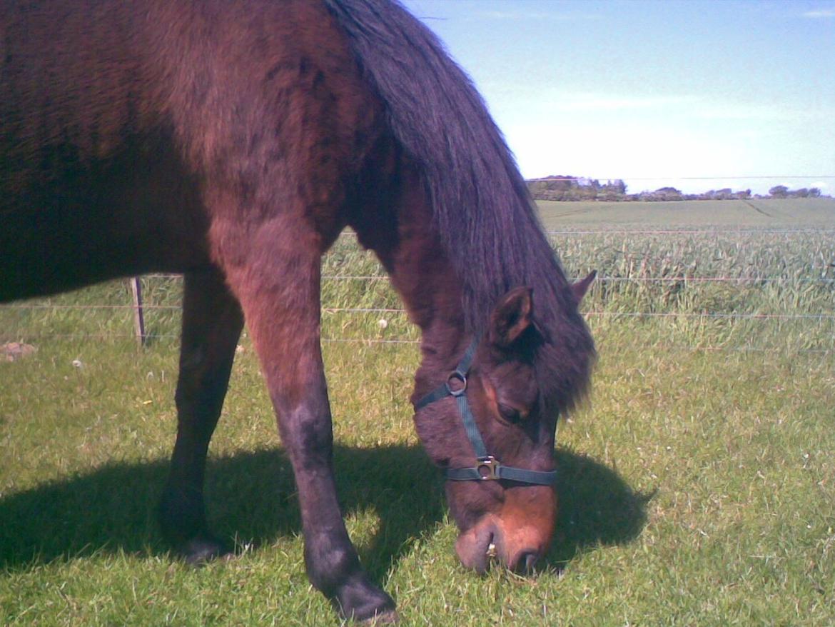 Anden særlig race Laban billede 16
