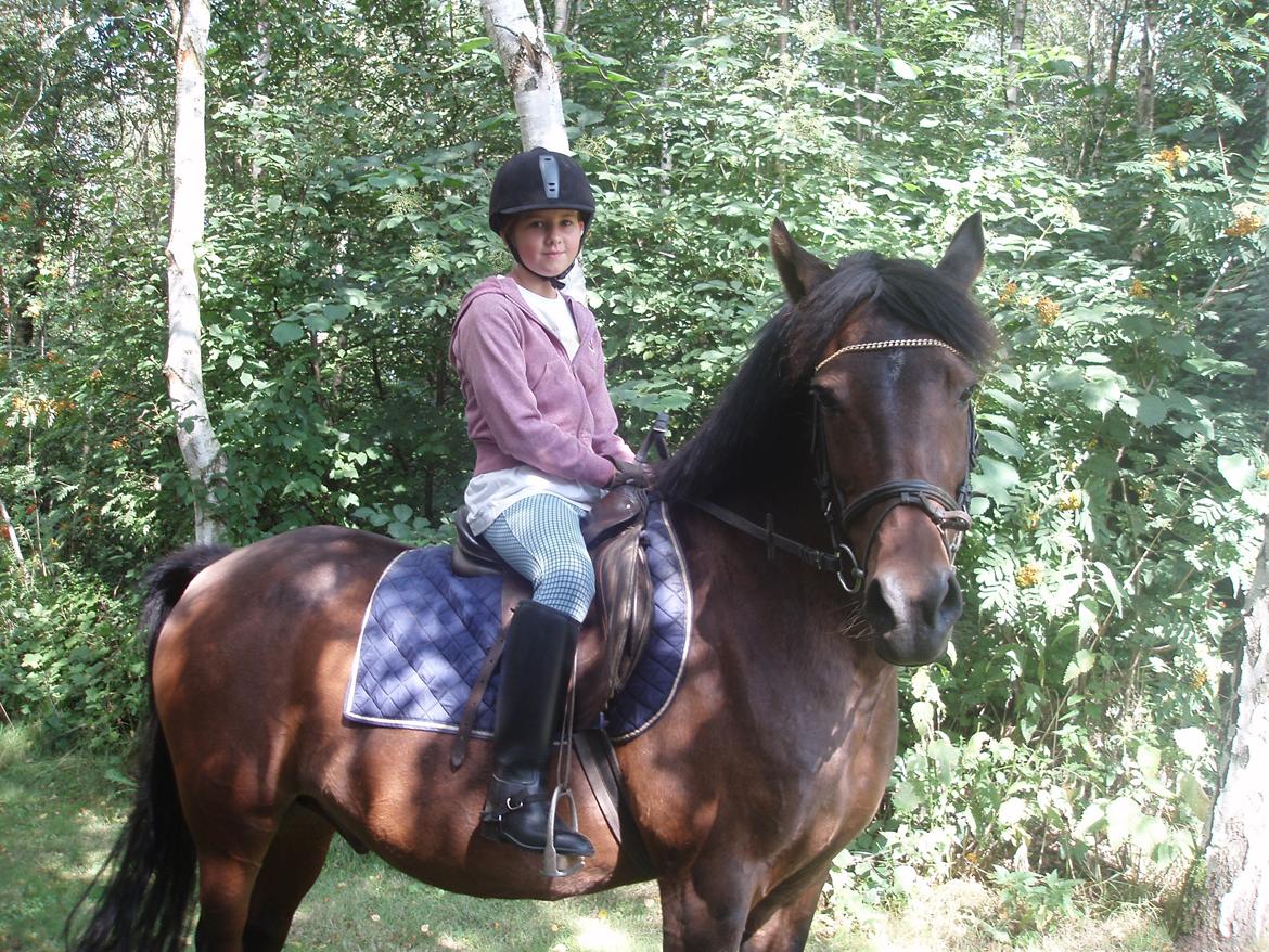 Anden særlig race Laban billede 18