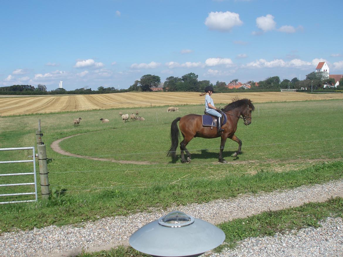 Anden særlig race Laban billede 19
