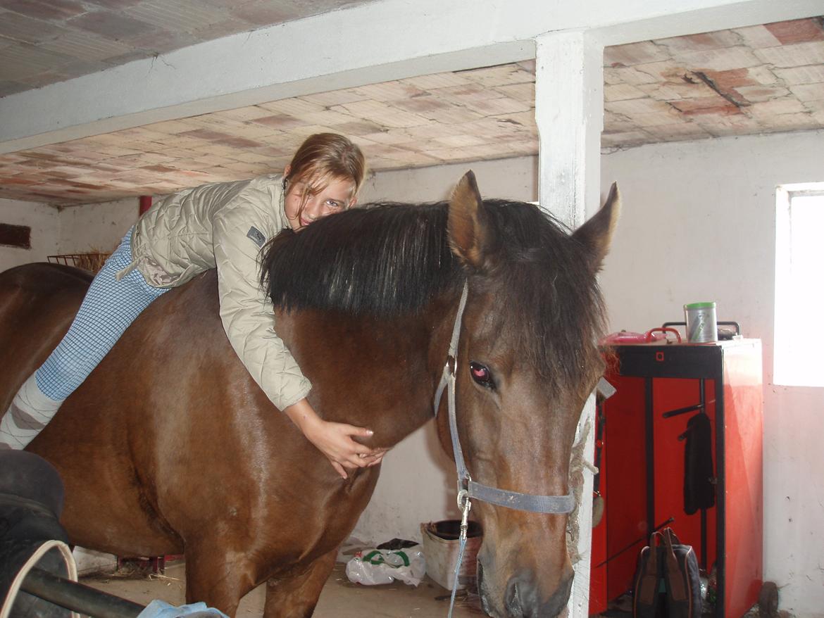 Anden særlig race Laban billede 20