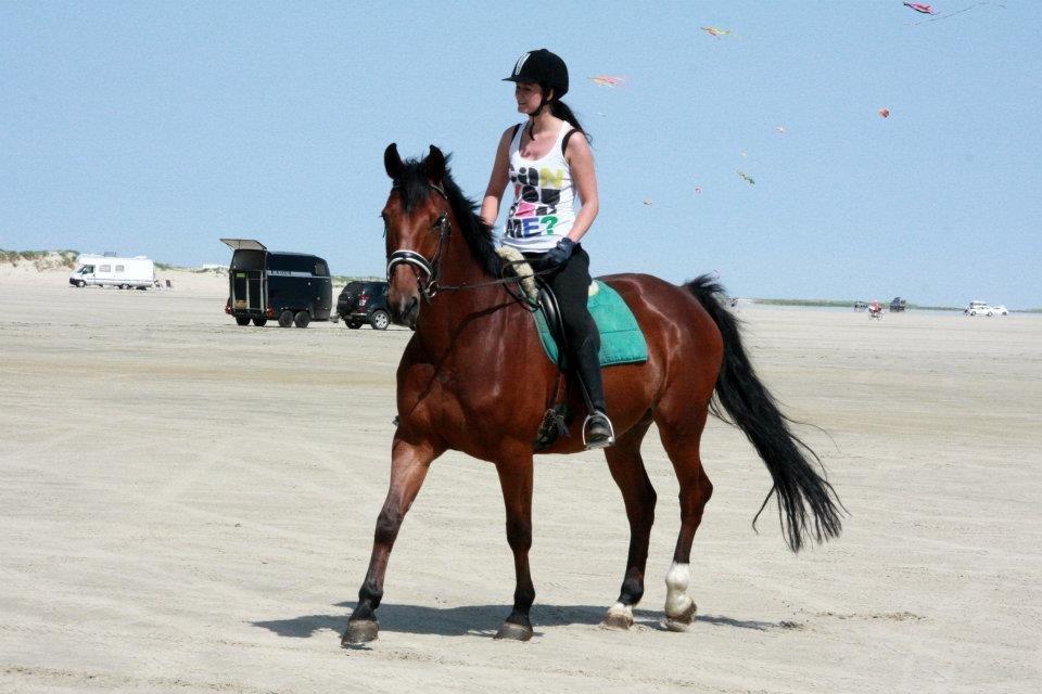 Dansk Varmblod Beauty - På rømø strand :-) billede 37