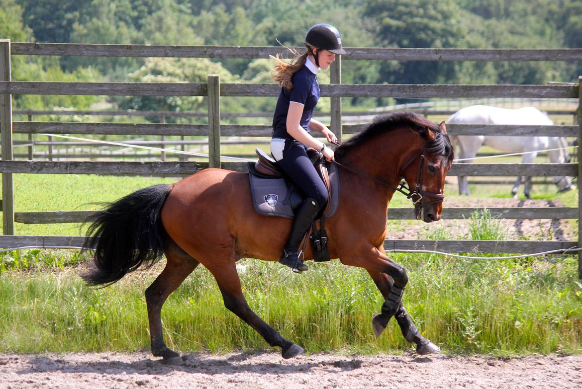 Anden særlig race Bip Bip - DRØMMEPONYEN - Lækre pony! 
Dressur juli 2012. billede 2