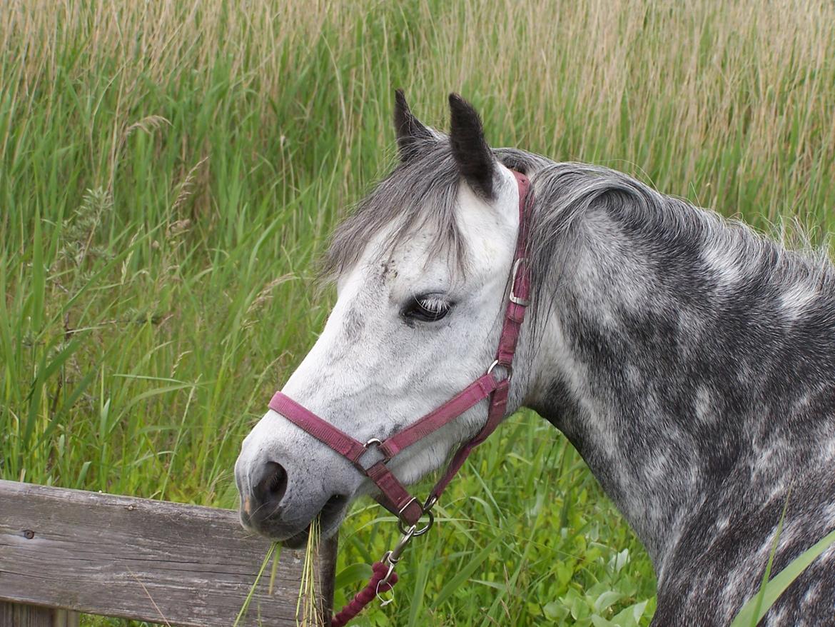 Welsh Mountain (sec A) Stampebakkens Nosey <3 billede 17