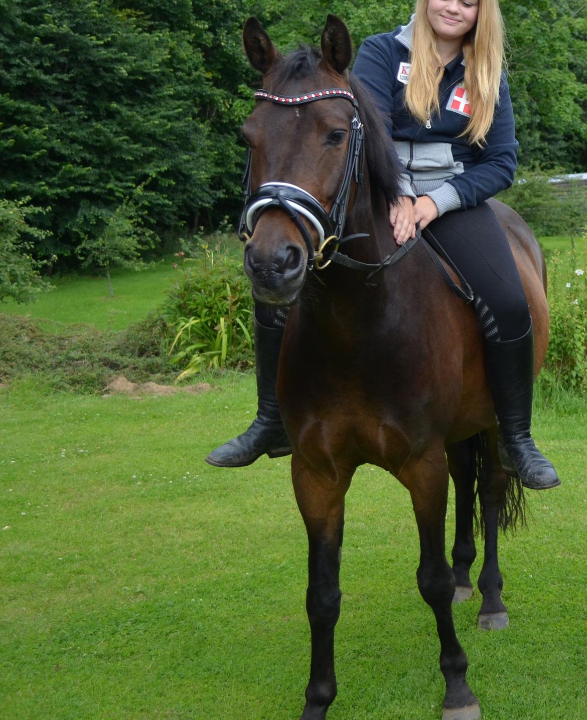 Welsh Cob (sec D) Albrechtshoeve Niels Cornelis - 17 juli 2012  billede 12