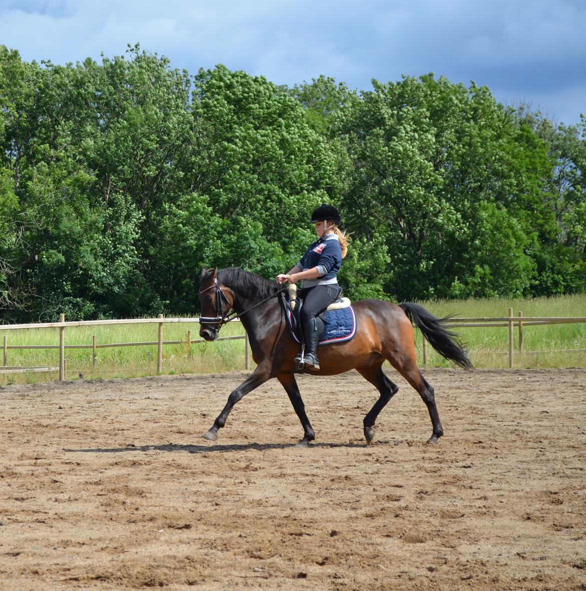 Welsh Cob (sec D) Albrechtshoeve Niels Cornelis billede 14