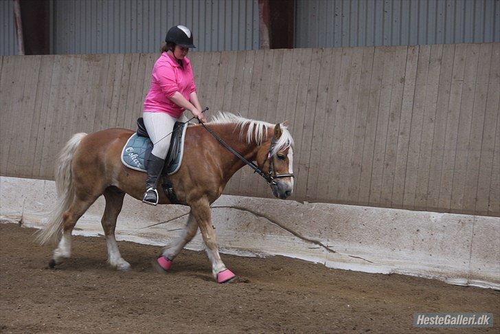 Haflinger Oskar - Foto: Julija/Mansé billede 1