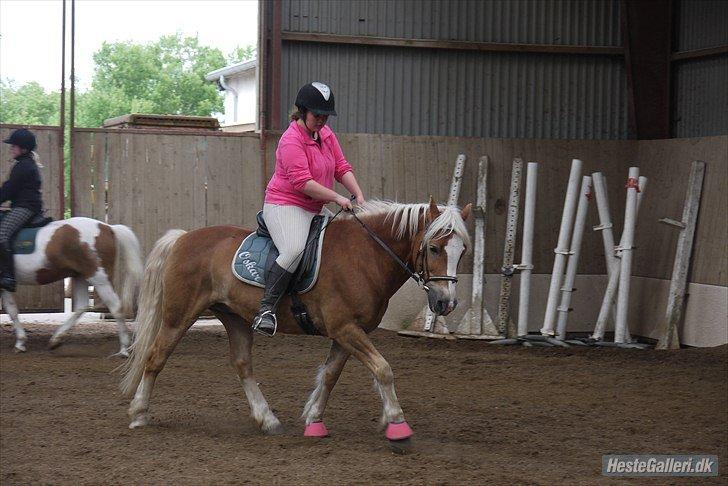 Haflinger Oskar - Foto: Julija/Mansé billede 2