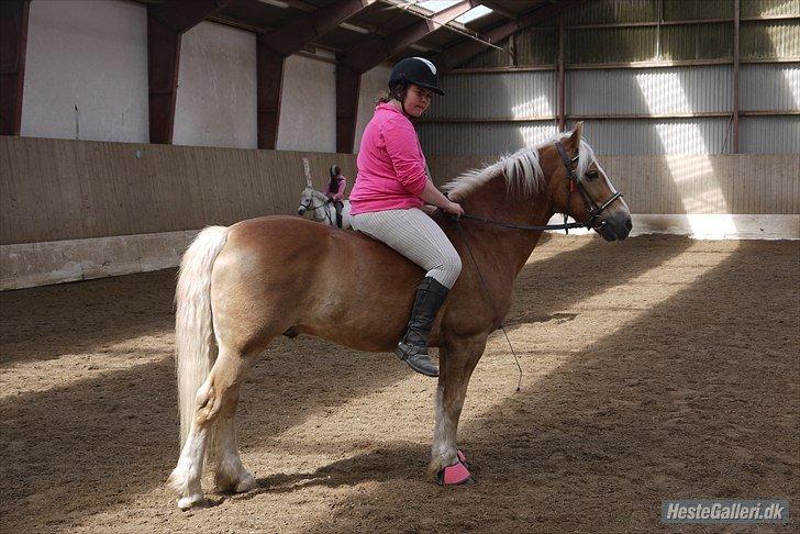 Haflinger Oskar - Foto: Julija/Mansé billede 3