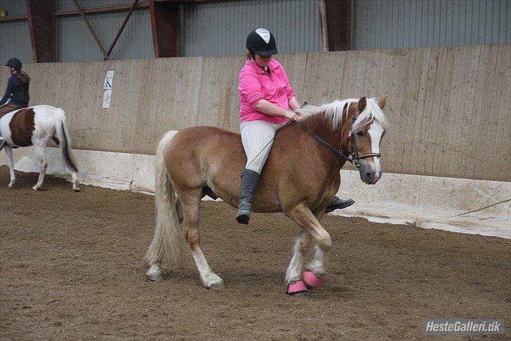Haflinger Oskar - Jeg ved ikke hvorfor mine ben er strakte, det er en dårlig vane når jeg skridter.  Foto: Julija/Mansé billede 4