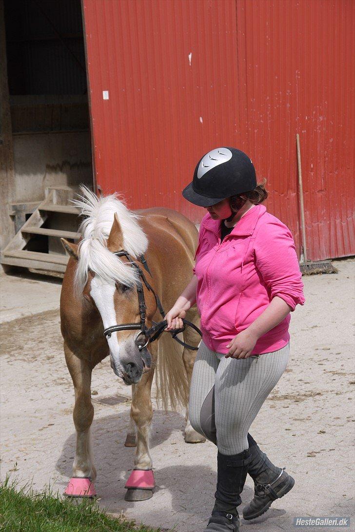 Haflinger Oskar - Foto: Julija/Mansé billede 5