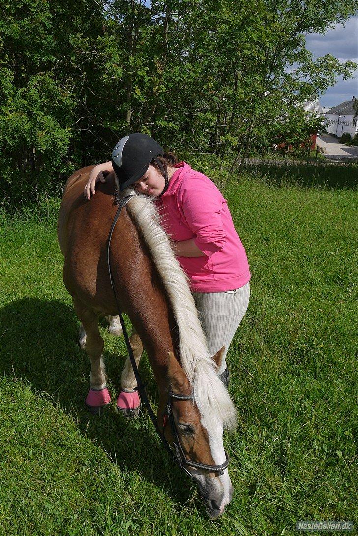 Haflinger Oskar - Foto: Julija/Mansé billede 6