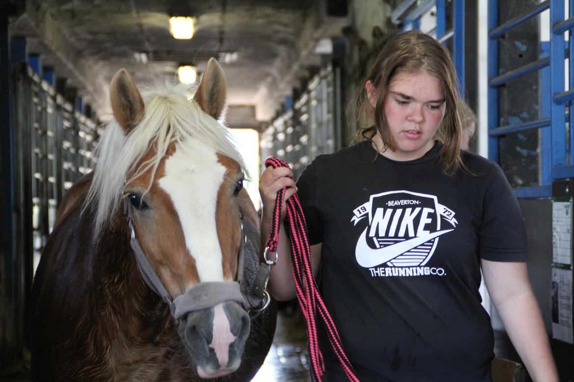 Haflinger Oskar billede 7