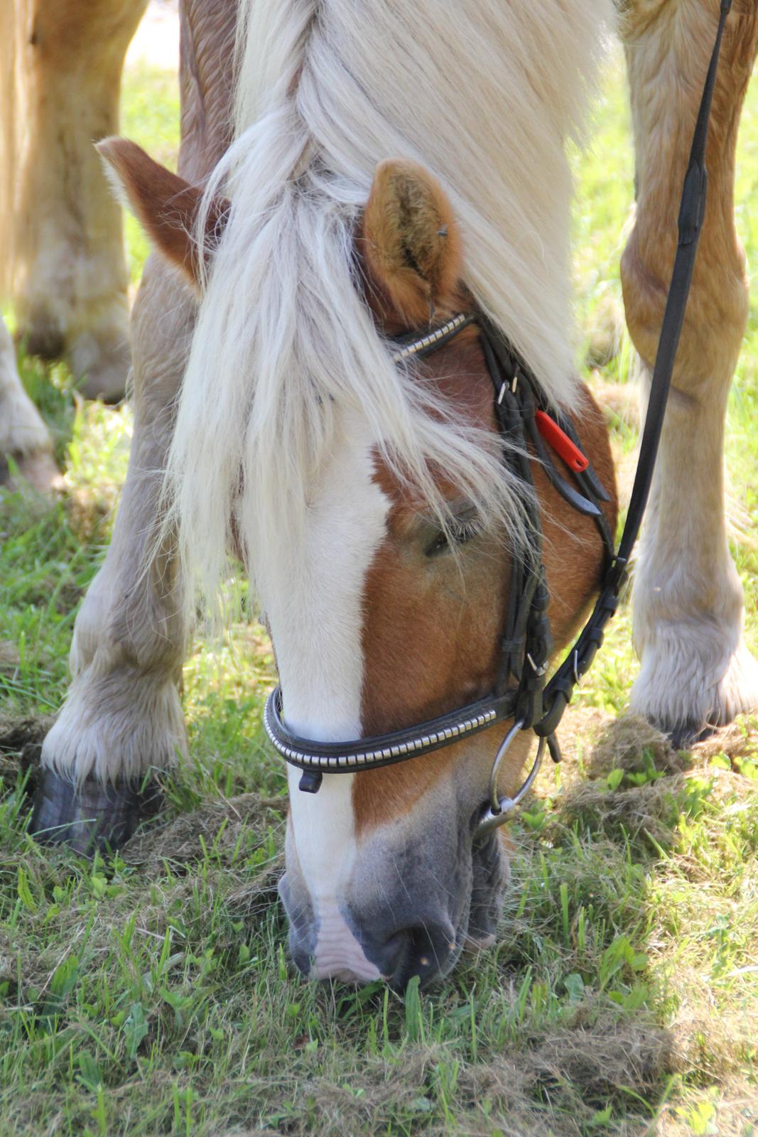 Haflinger Oskar billede 8