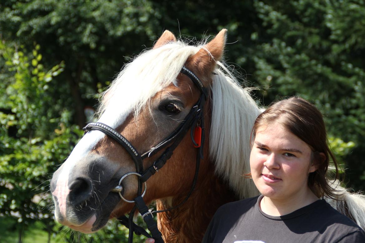 Haflinger Oskar billede 9