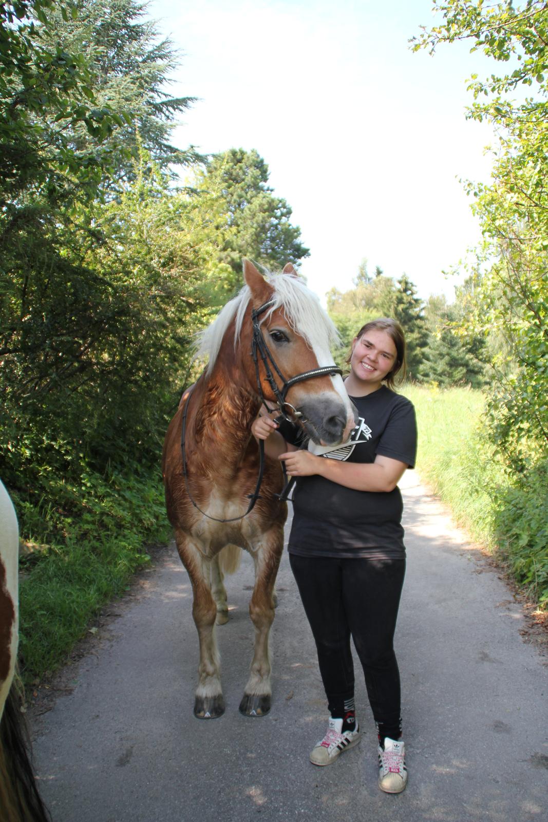 Haflinger Oskar billede 10