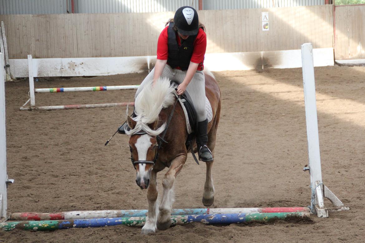 Haflinger Oskar - Alle kan lave fejl, og gør det... billede 14