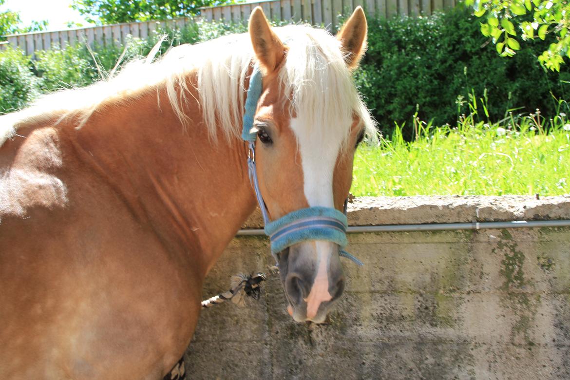 Haflinger Oskar billede 11