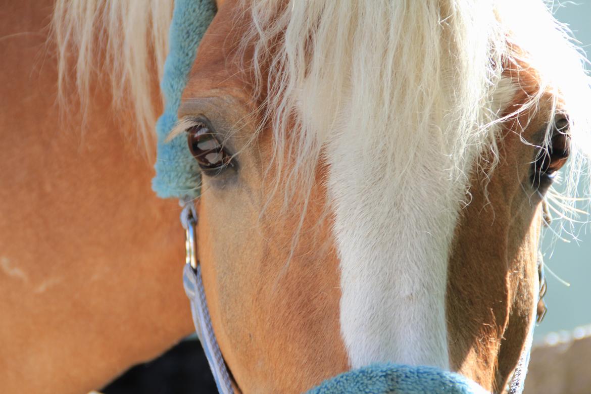 Haflinger Oskar billede 12