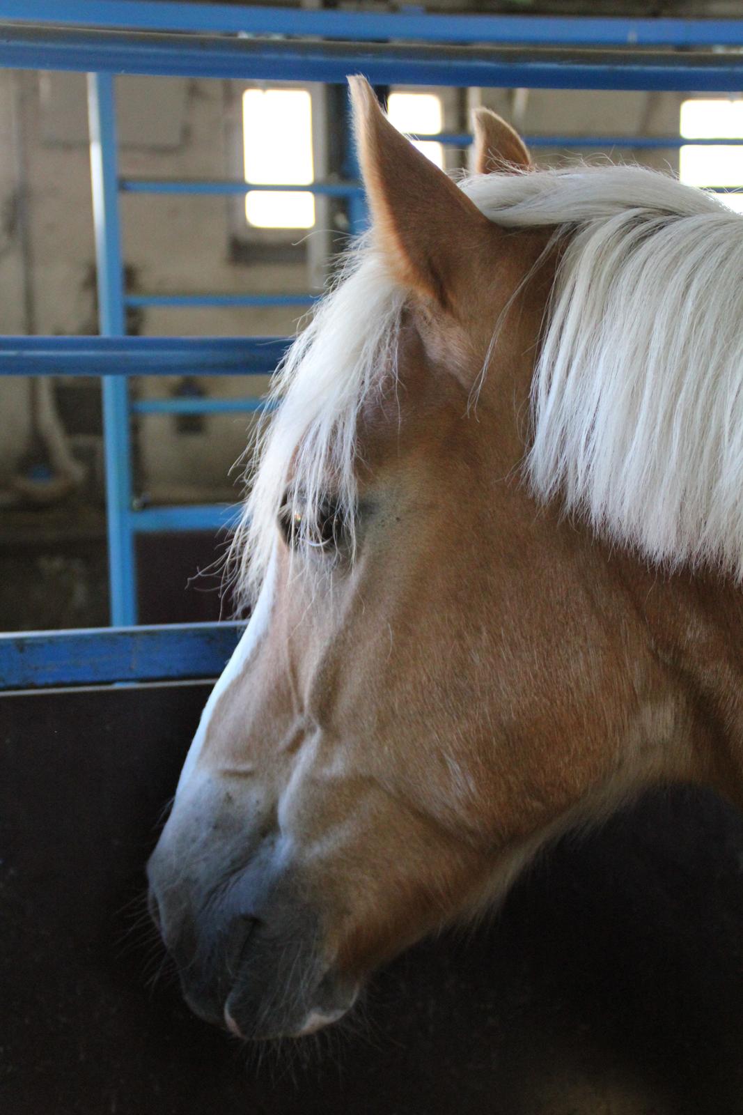 Haflinger Oskar billede 13