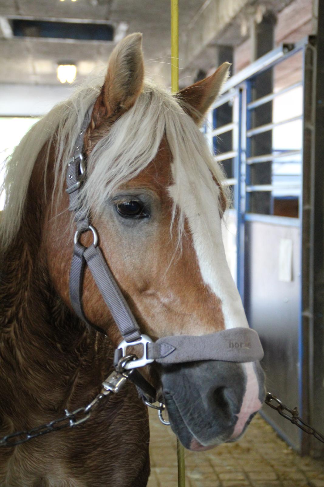 Haflinger Oskar billede 16