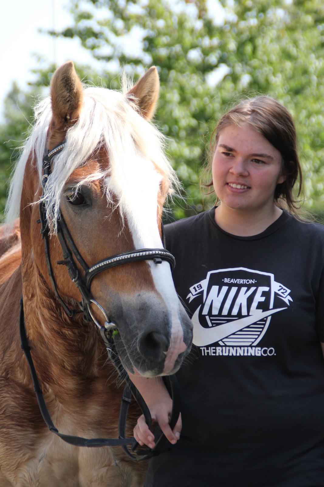 Haflinger Oskar billede 17