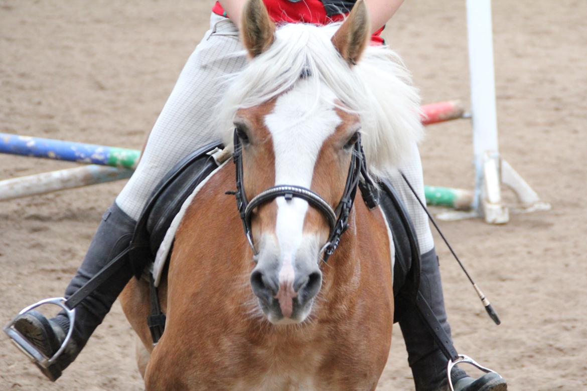 Haflinger Oskar billede 18