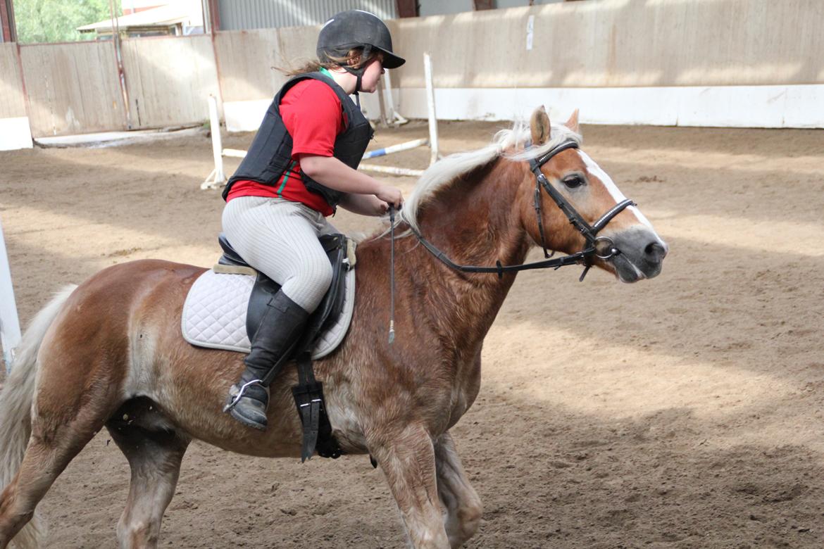Haflinger Oskar billede 19