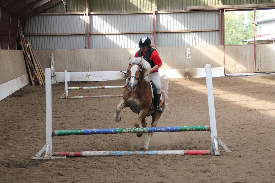 Haflinger Oskar - ...Men det bliver der for det meste rettet op på igen billede 15