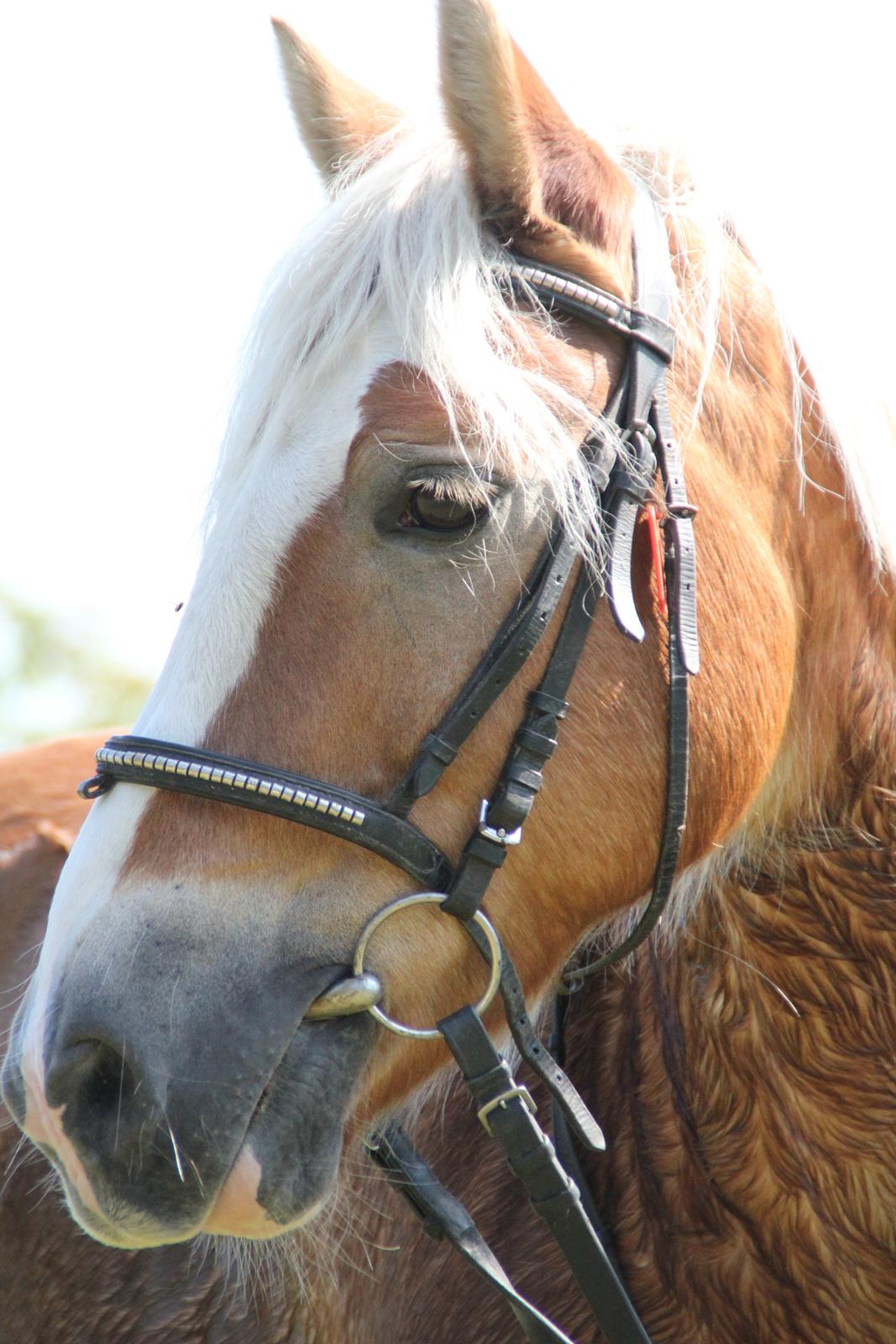 Haflinger Oskar billede 20