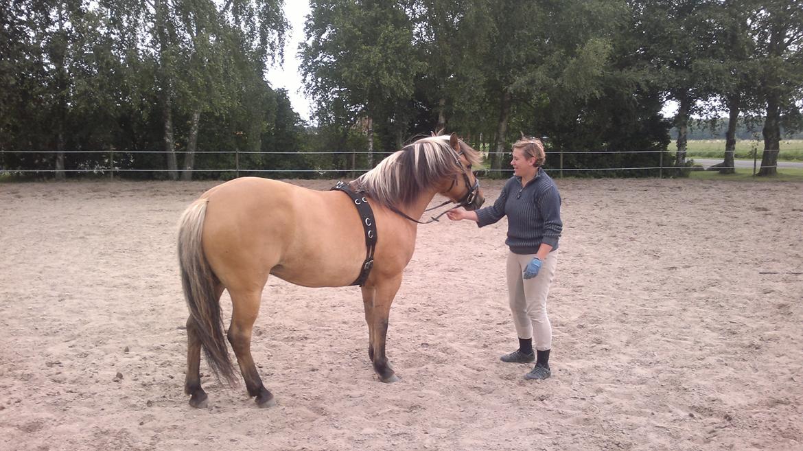 Anden særlig race Lucca billede 4