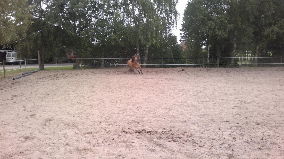 Anden særlig race Lucca billede 5