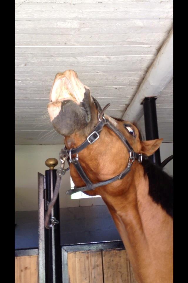 Anden særlig race CORNELIUS JUNIOR - smiil. billede 8