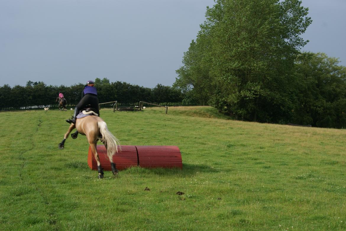 Palomino Coco`s Calypso - indimellem kikser det ;) billede 11