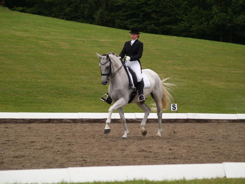 Hollandsk Varmblod Uno C billede 1