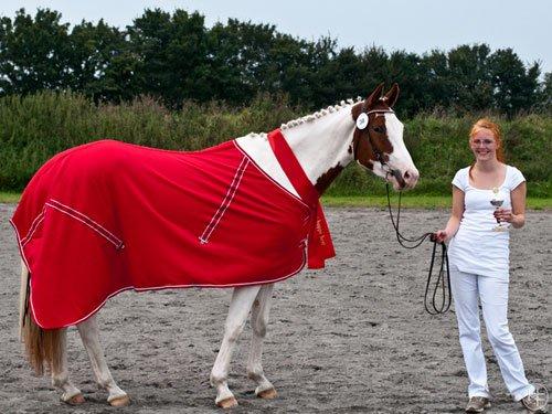 Pinto C'NAYA SOLGT - Kåring 4. september 2011 - Fløjhoppe og dagens bedste hoppe ;) billede 1