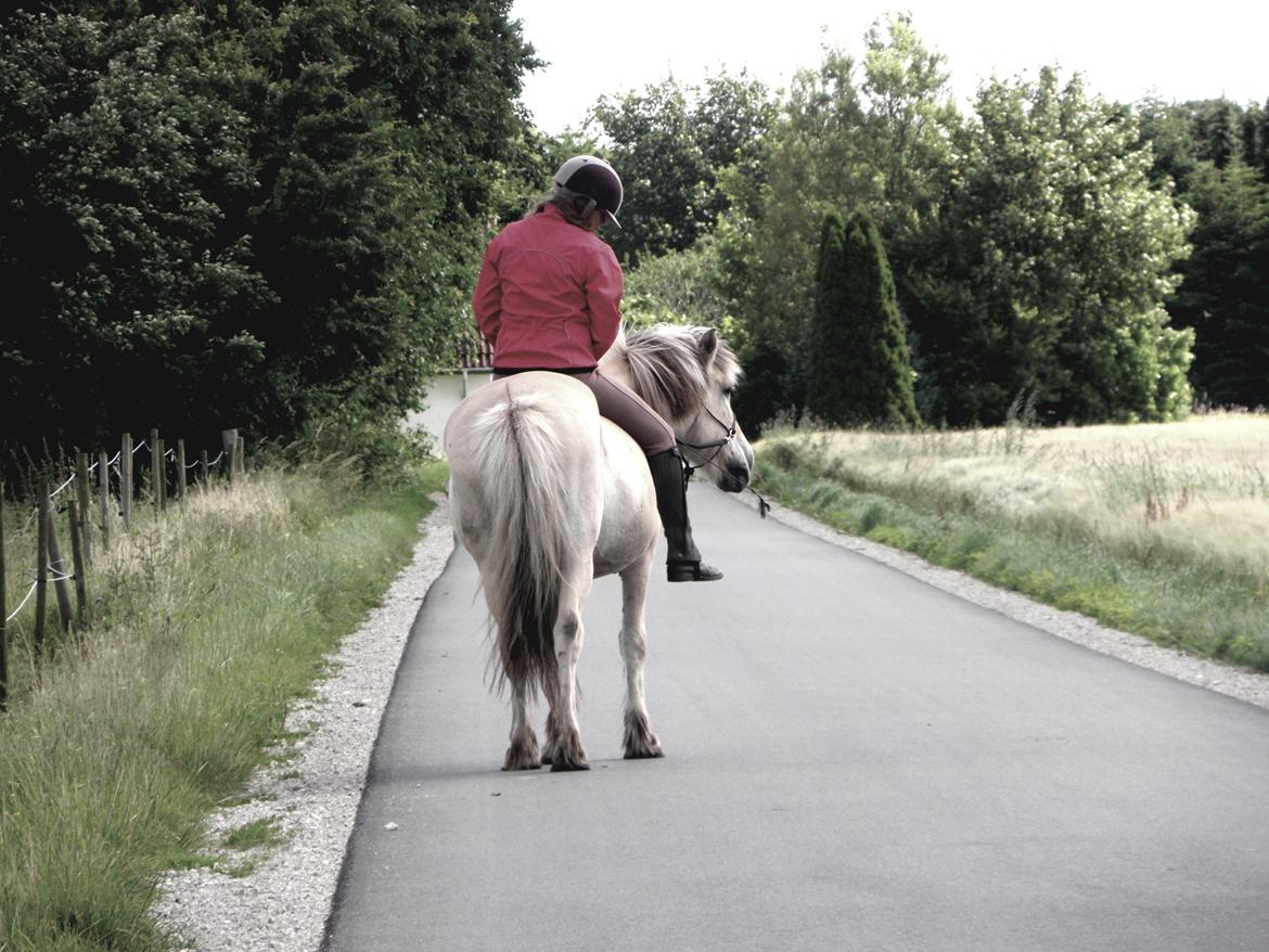 Fjordhest Lulu - *NYT* d. 17-07-1012. 
- Tak for besøget:)  billede 20