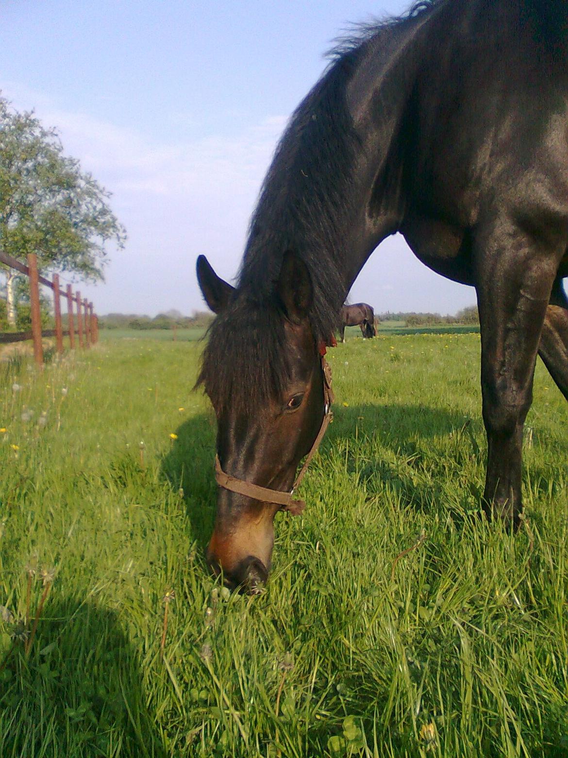 Oldenborg Pedro (min mors) - Pedro <3 billede 11