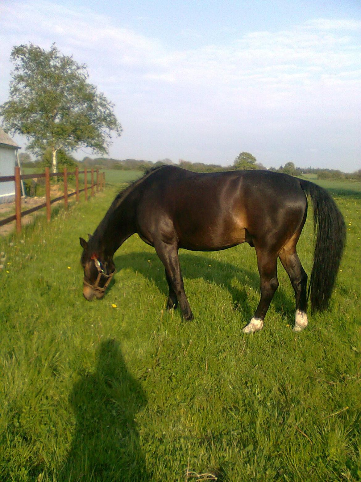 Oldenborg Pedro (min mors) - Så er der sommergræs! :D billede 12