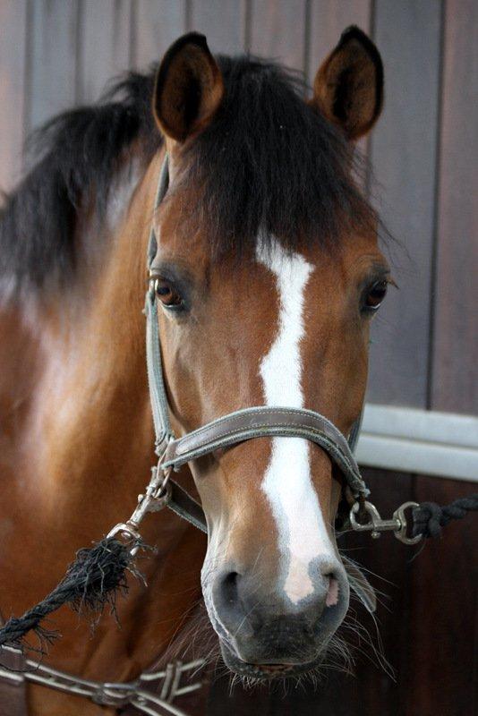 New Forest Fuglekildes macoy - Min lille søde sukkergris! ;-) <3 billede 2
