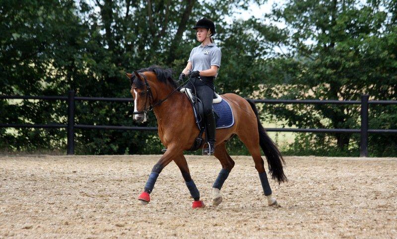 New Forest Fuglekildes macoy - Jojo, den gamle kan skam stadig flytte fusserne ;-) billede 18