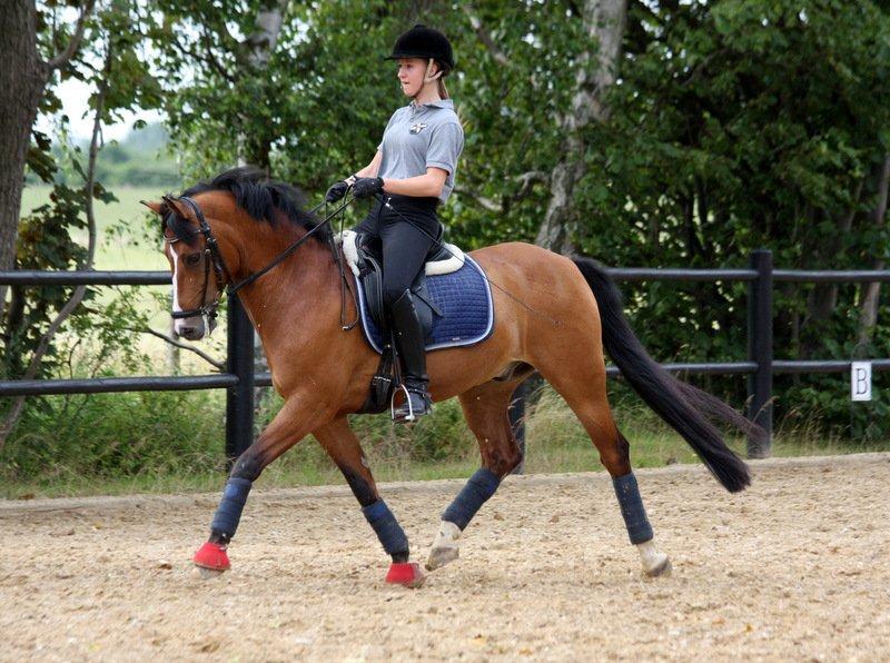 New Forest Fuglekildes macoy - Træning i sommerferien på søde Macoy :-) billede 1