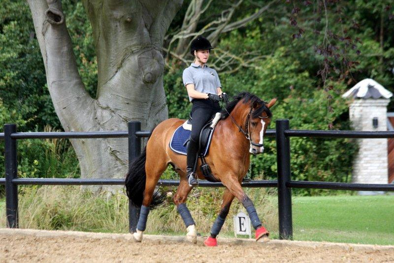 New Forest Fuglekildes macoy - Coysen eeeelsker at lave fritrav ;-) billede 6