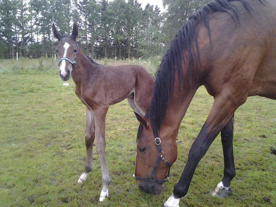 Dansk Varmblod Lille pigen - indtil videre billede 2