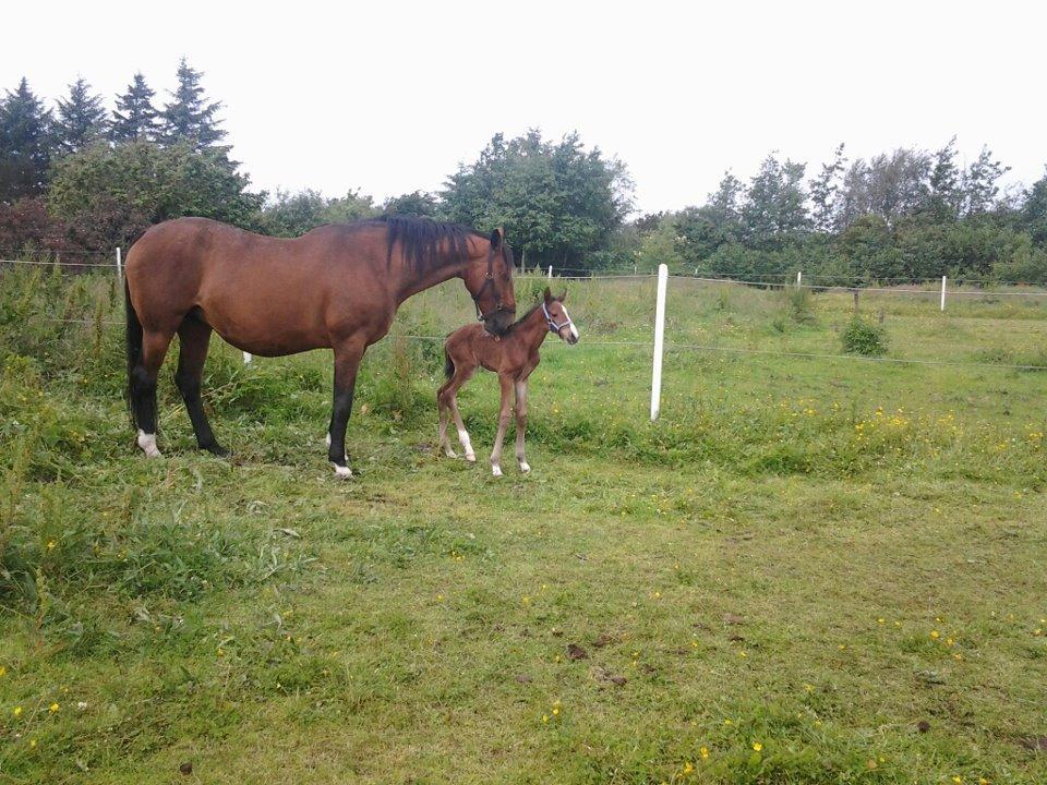 Dansk Varmblod Lille pigen - indtil videre billede 3