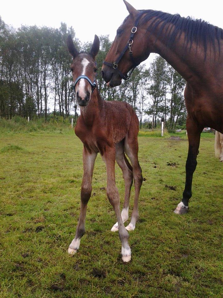 Dansk Varmblod Lille pigen - indtil videre billede 4