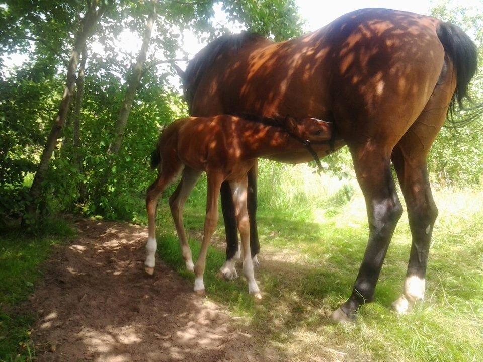 Dansk Varmblod Lille pigen - indtil videre billede 5