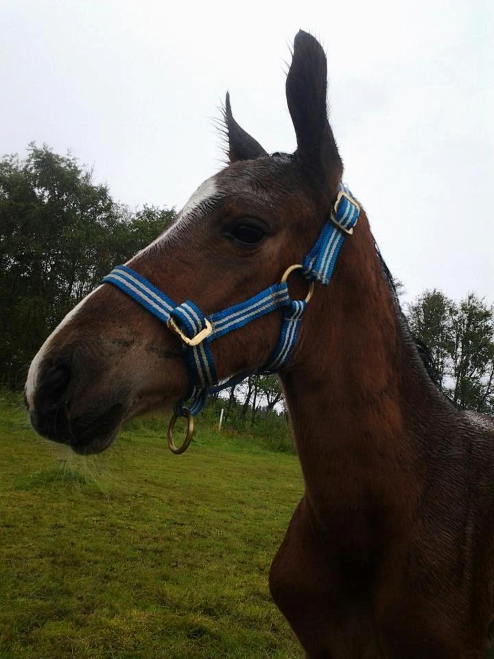 Dansk Varmblod Lille pigen - indtil videre billede 6