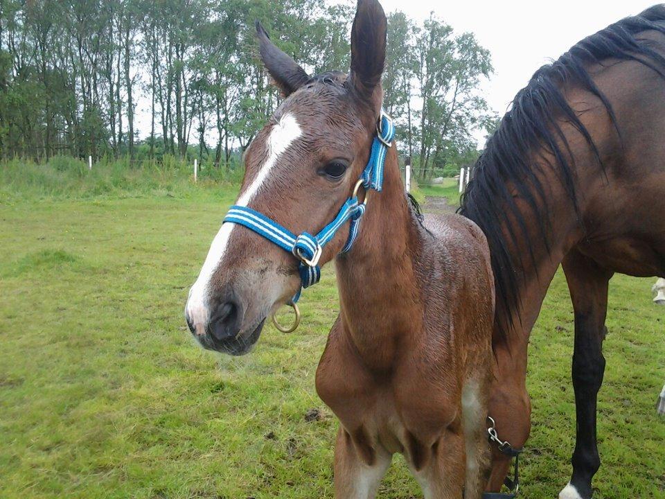 Dansk Varmblod Lille pigen - indtil videre billede 7