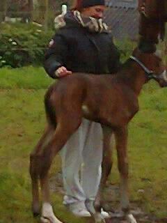 Dansk Varmblod Lille pigen - indtil videre billede 8