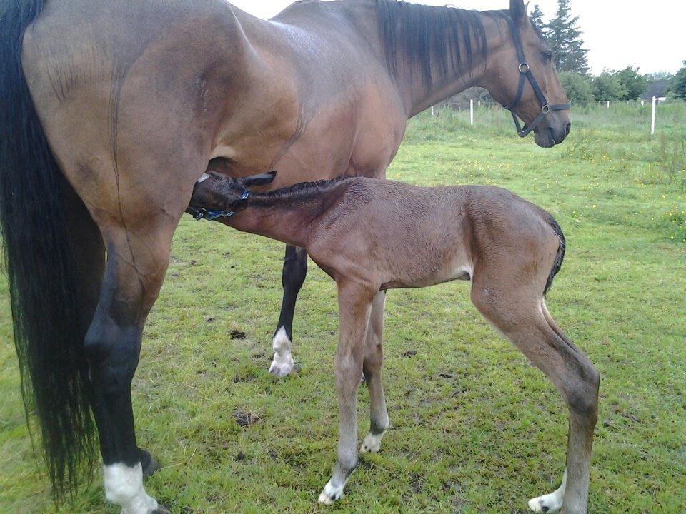 Dansk Varmblod Lille pigen - indtil videre billede 9